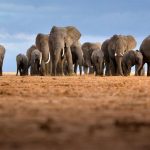The Politics of Ivory: Changing the Paradigm of 'Western Conservation'