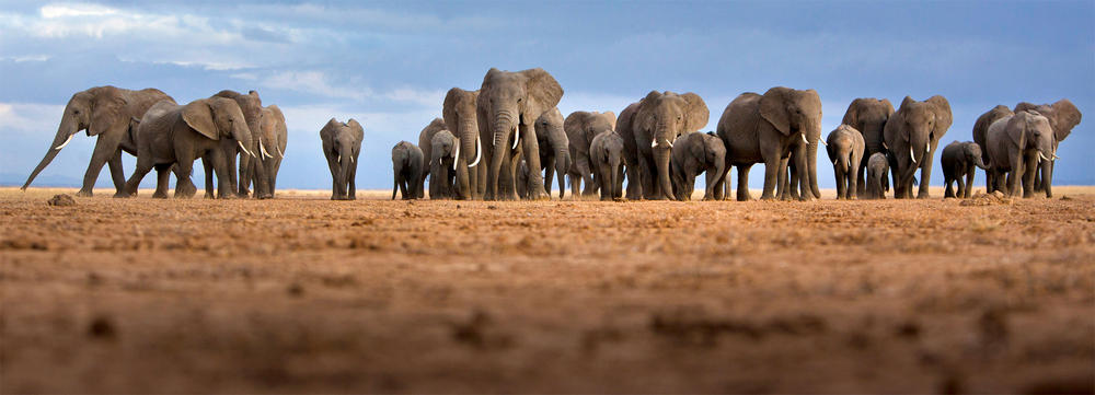 The Politics of Ivory: Changing the Paradigm of ‘Western Conservation’